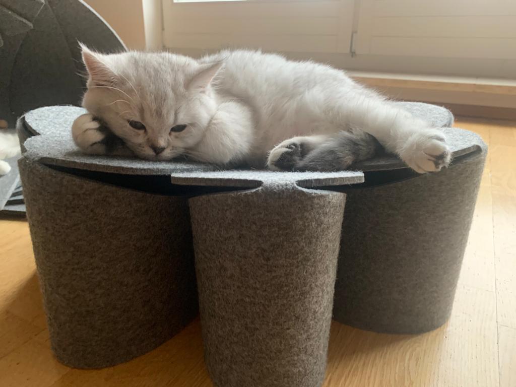 Stylische Katzenliege Flower in elegantem Hellgrau, ideal für kleine bis mittelgroße Katzen, aus robustem Filz gefertigt.