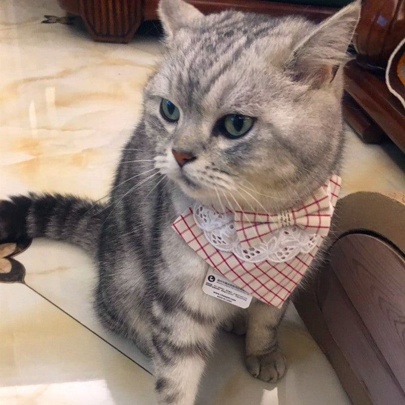 A stylish cat wearing a Gentle Bib, showcasing its high-quality fabric and elegant design, perfect for special occasions.