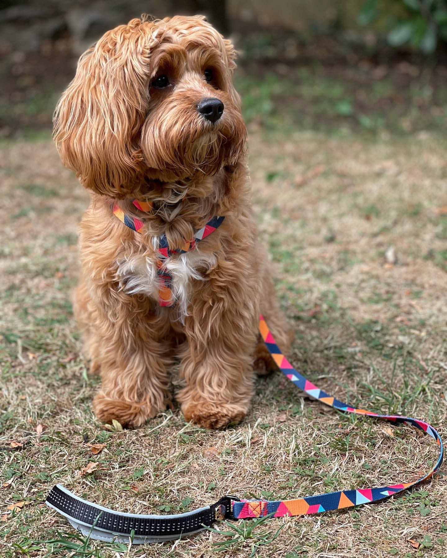Stylish geometric collar, lead, and harness set for dogs in vibrant colors, showcasing premium materials and design.