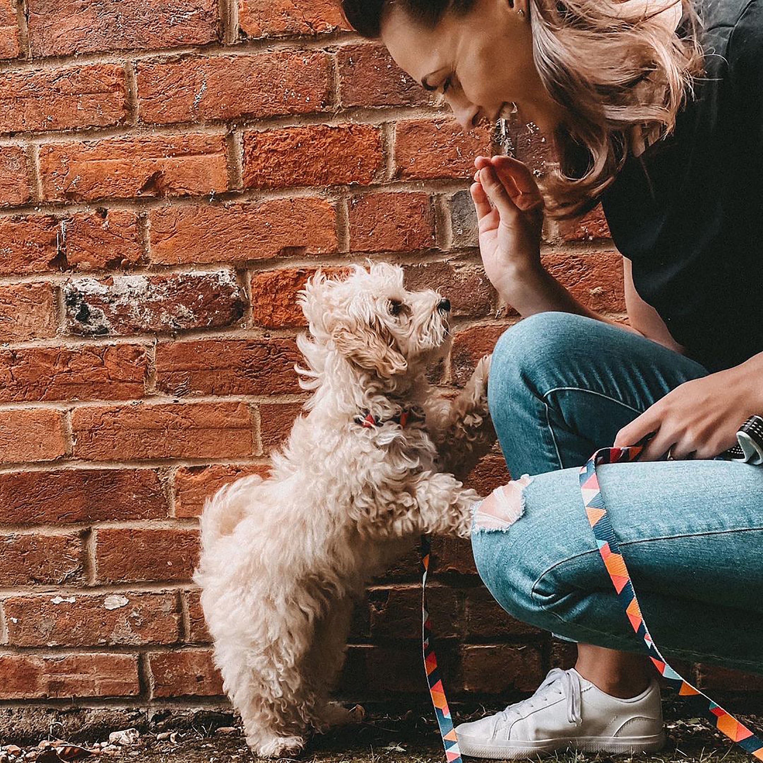 Stylish geometric collar, lead, and harness set for dogs in vibrant colors, showcasing premium materials and design.