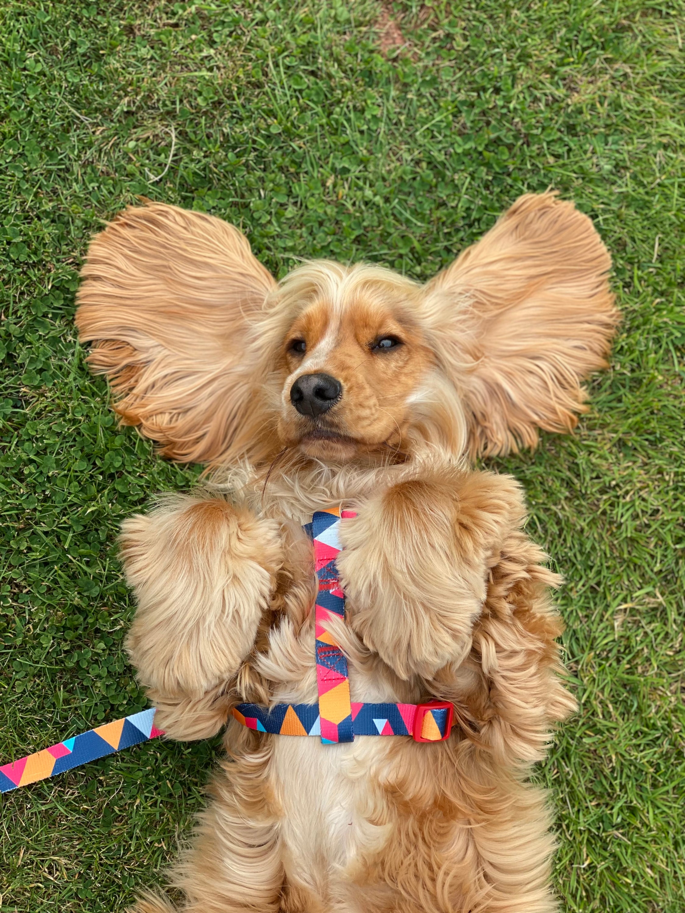 Stylish geometric collar, lead, and harness set for dogs in vibrant colors, showcasing premium materials and design.