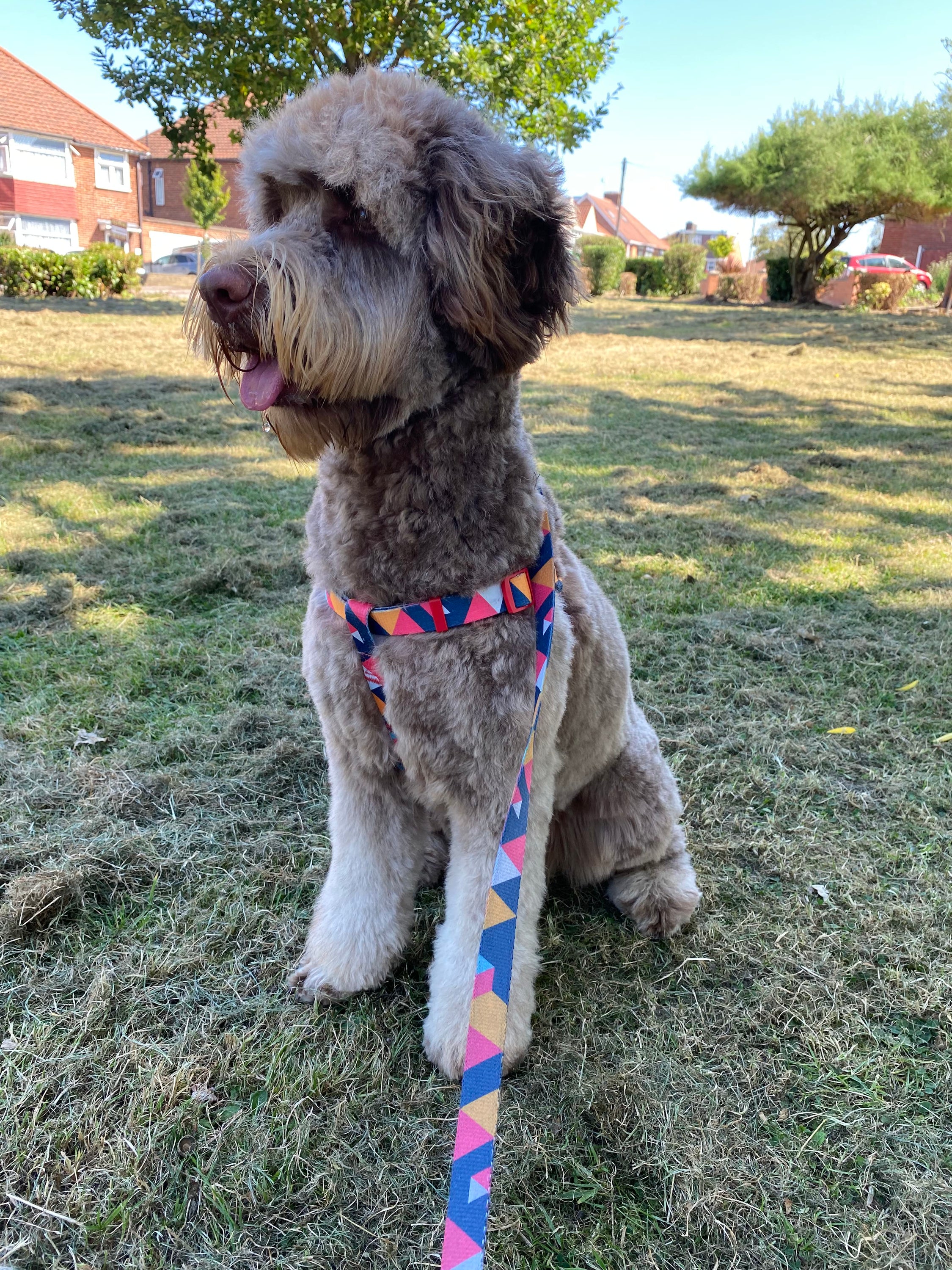 Stylish geometric collar, lead, and harness set for dogs in vibrant colors, showcasing premium materials and design.