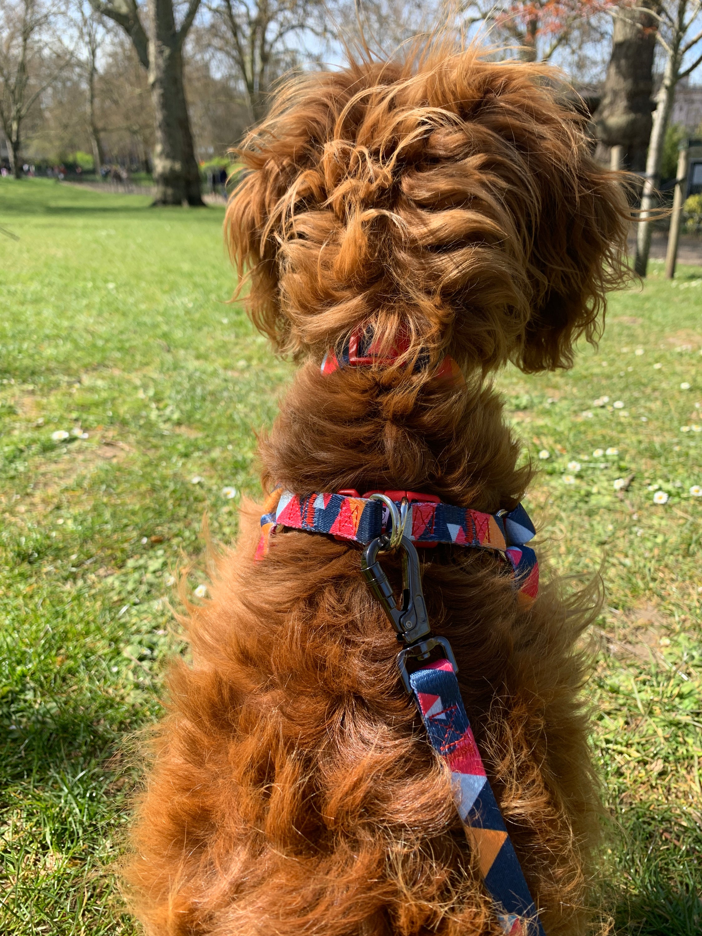 Stylish geometric collar, lead, and harness set for dogs in vibrant colors, showcasing premium materials and design.
