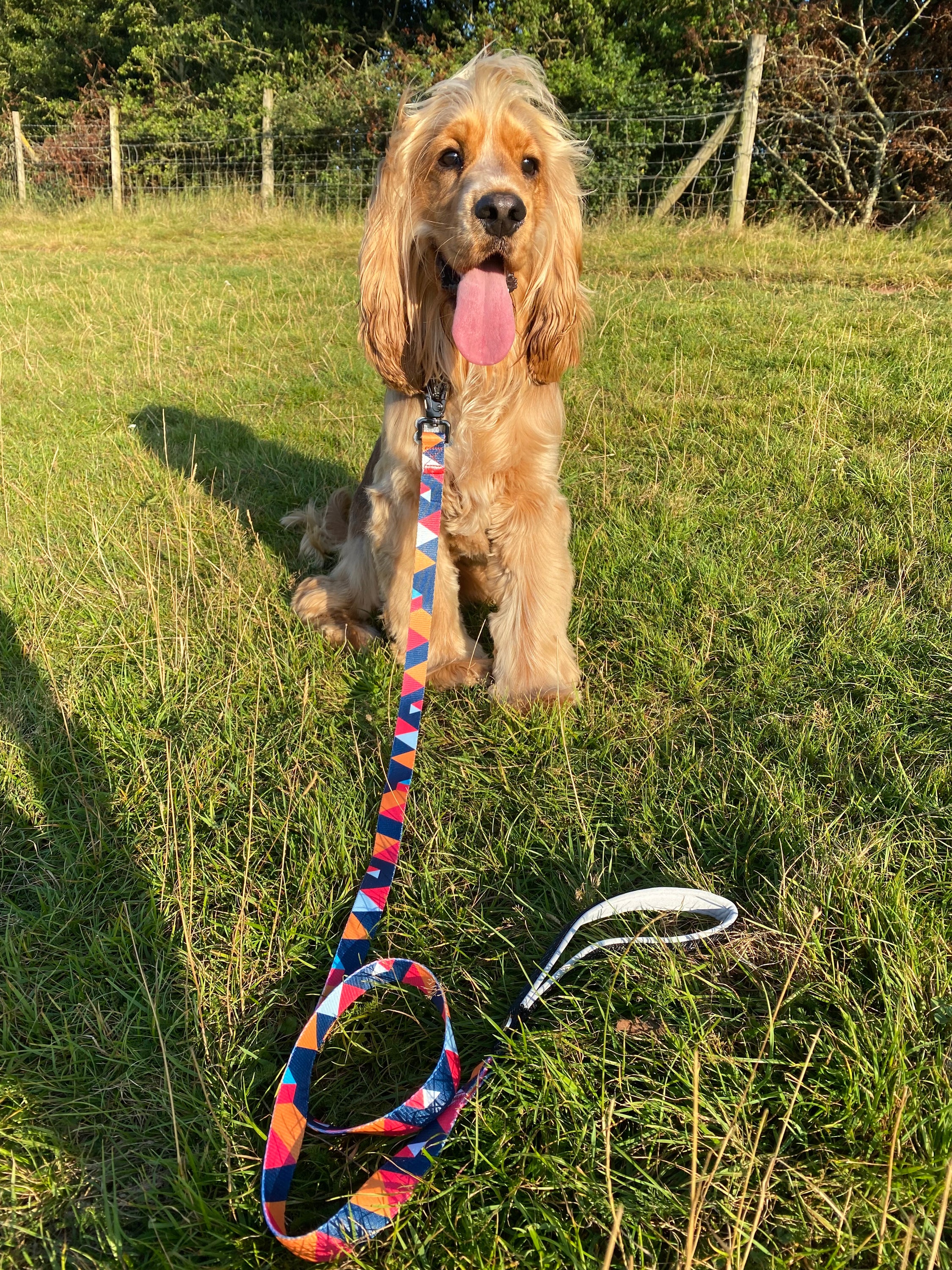 Stylish geometric collar, lead, and harness set for dogs in vibrant colors, showcasing premium materials and design.