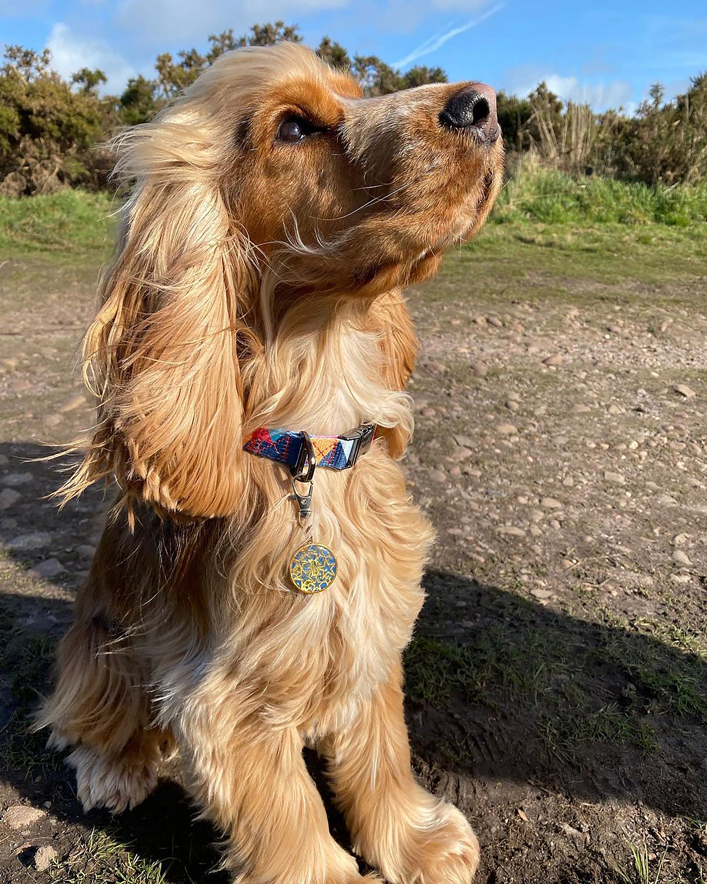 Stylish geometric collar, lead, and harness set for dogs in vibrant colors, showcasing premium materials and design.