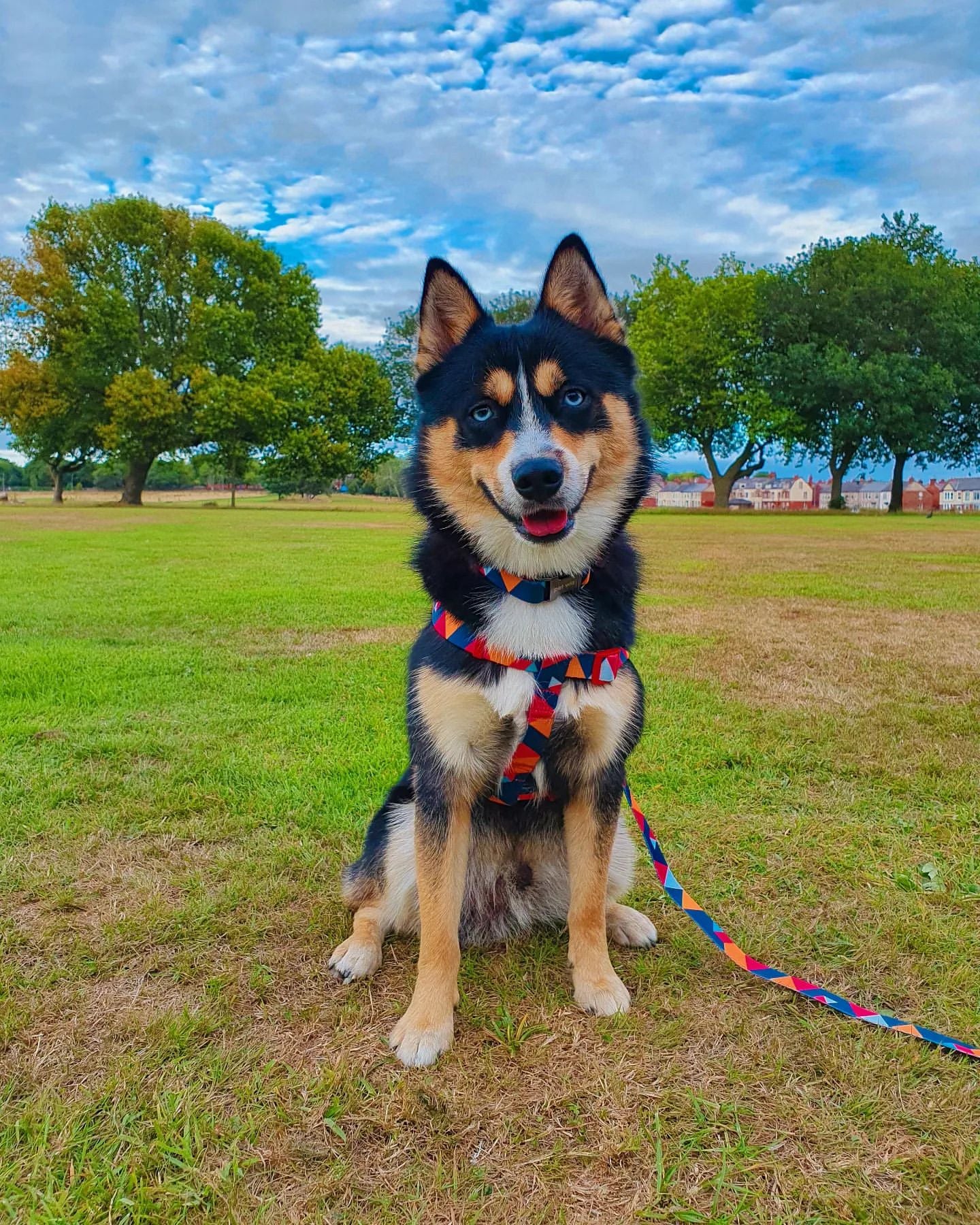 Stylish geometric collar, lead, and harness set for dogs in vibrant colors, showcasing premium materials and design.