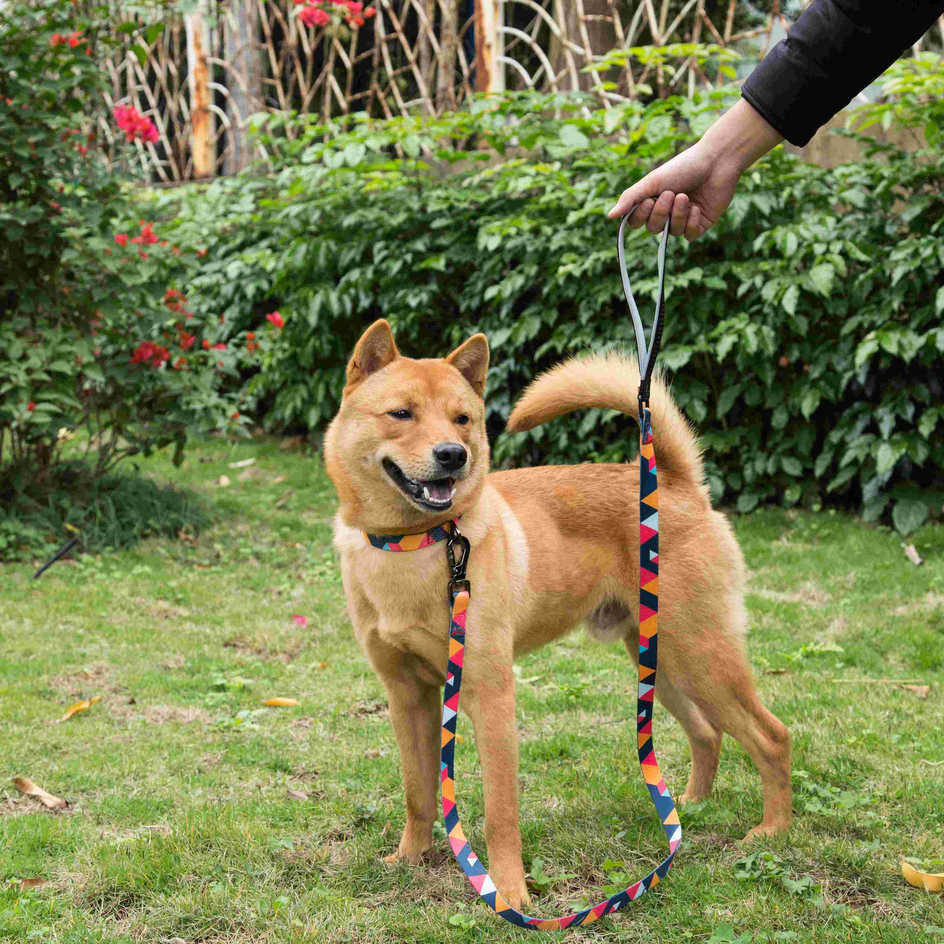 Stylish geometric collar, lead, and harness set for dogs in vibrant colors, showcasing premium materials and design.