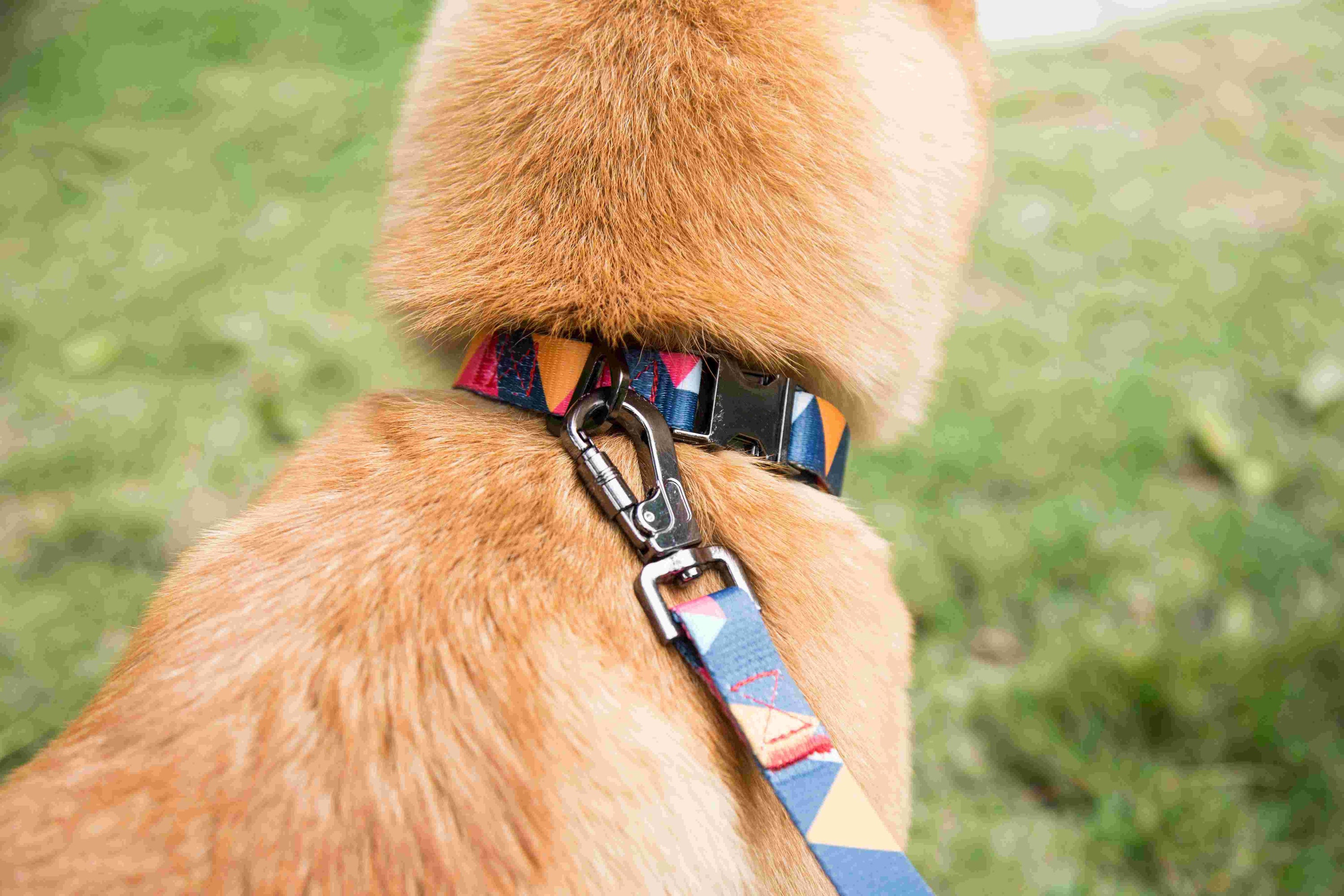 Stylish geometric collar, lead, and harness set for dogs in vibrant colors, showcasing premium materials and design.