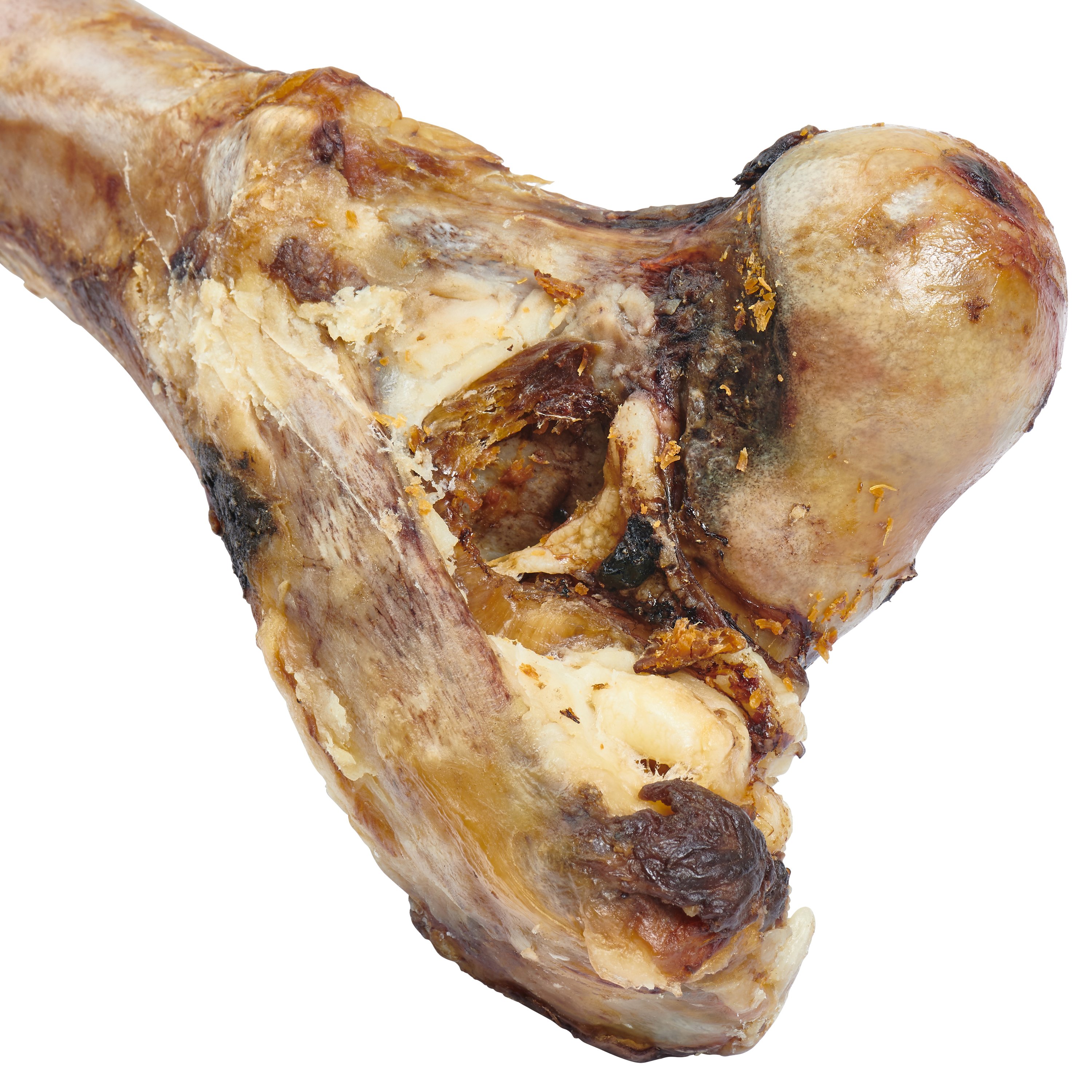 Giant grass-fed beef femur bone for large dogs, featuring two large knuckles and pieces of tendon and meat, perfect for chewing.
