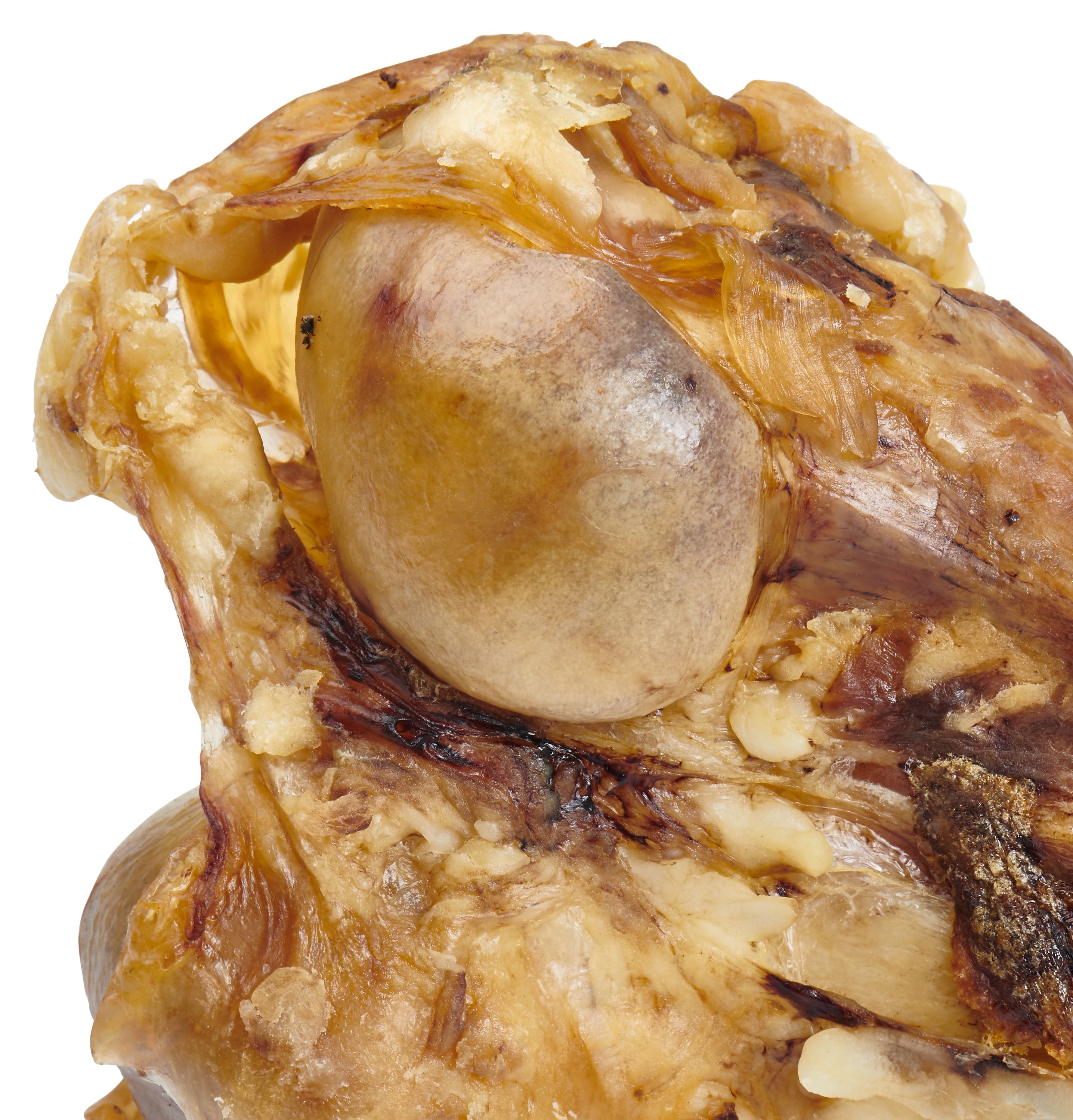 Giant grass-fed beef femur bone for large dogs, featuring two large knuckles and pieces of tendon and meat, perfect for chewing.