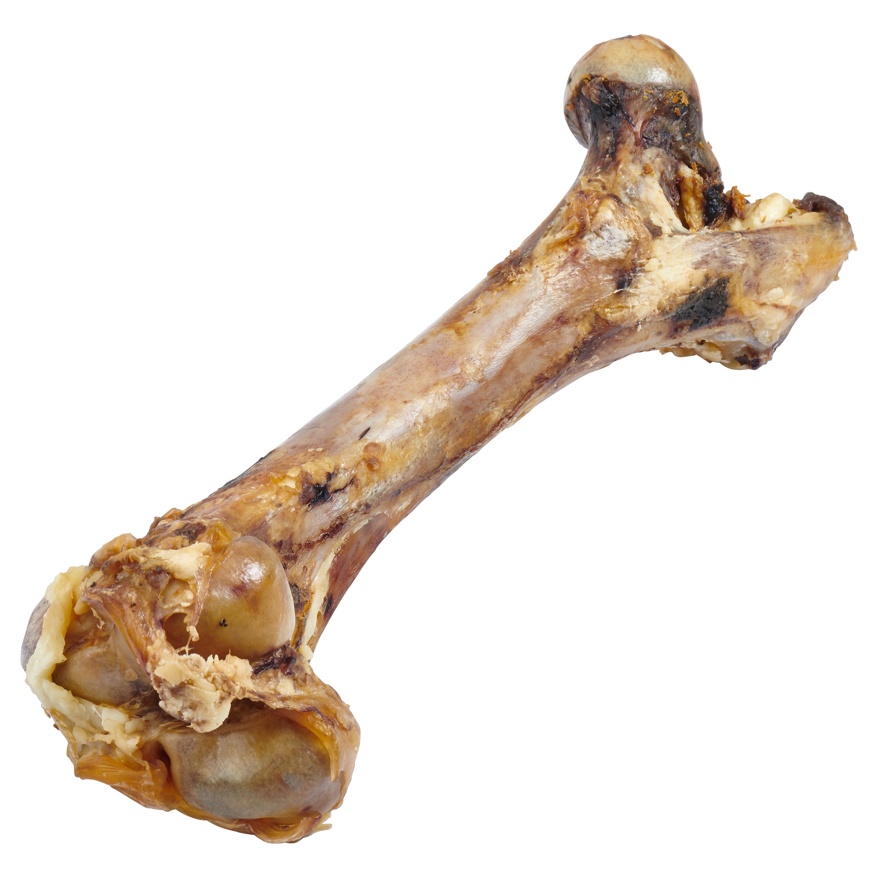 Giant grass-fed beef femur bone for large dogs, featuring two large knuckles and pieces of tendon and meat, perfect for chewing.