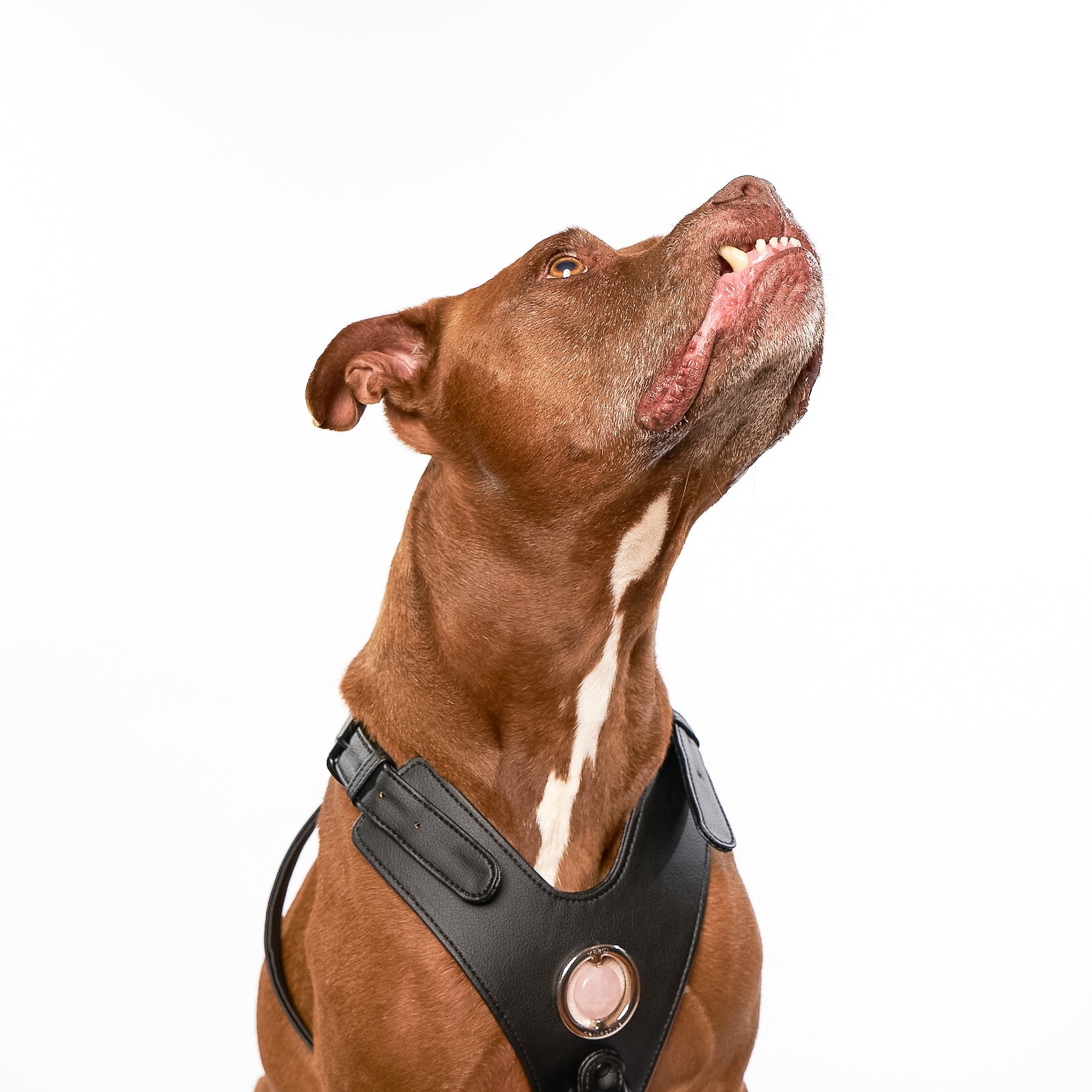 Good Vibration Dog Harness in black with silver crystal grommet and black matte hardware, showcasing a modern and stylish design.