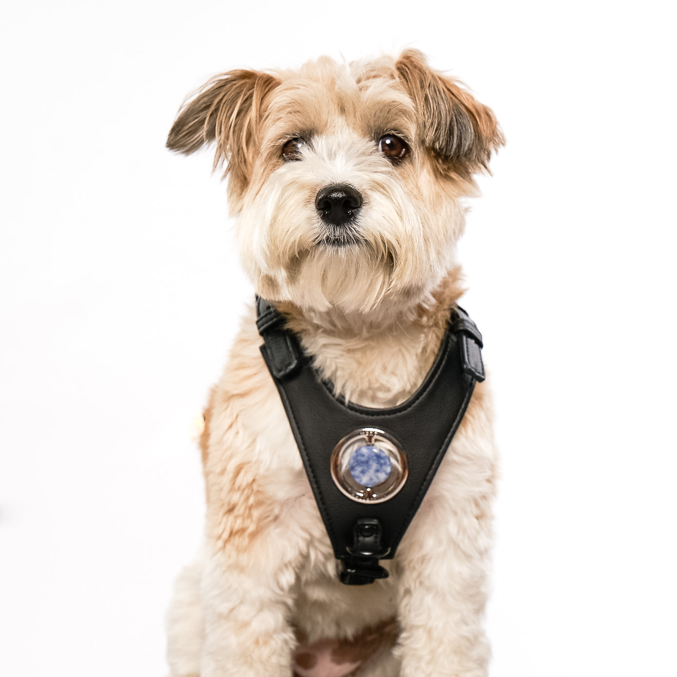 Good Vibration Dog Harness in black with silver crystal grommet and black matte hardware, showcasing a modern and stylish design.