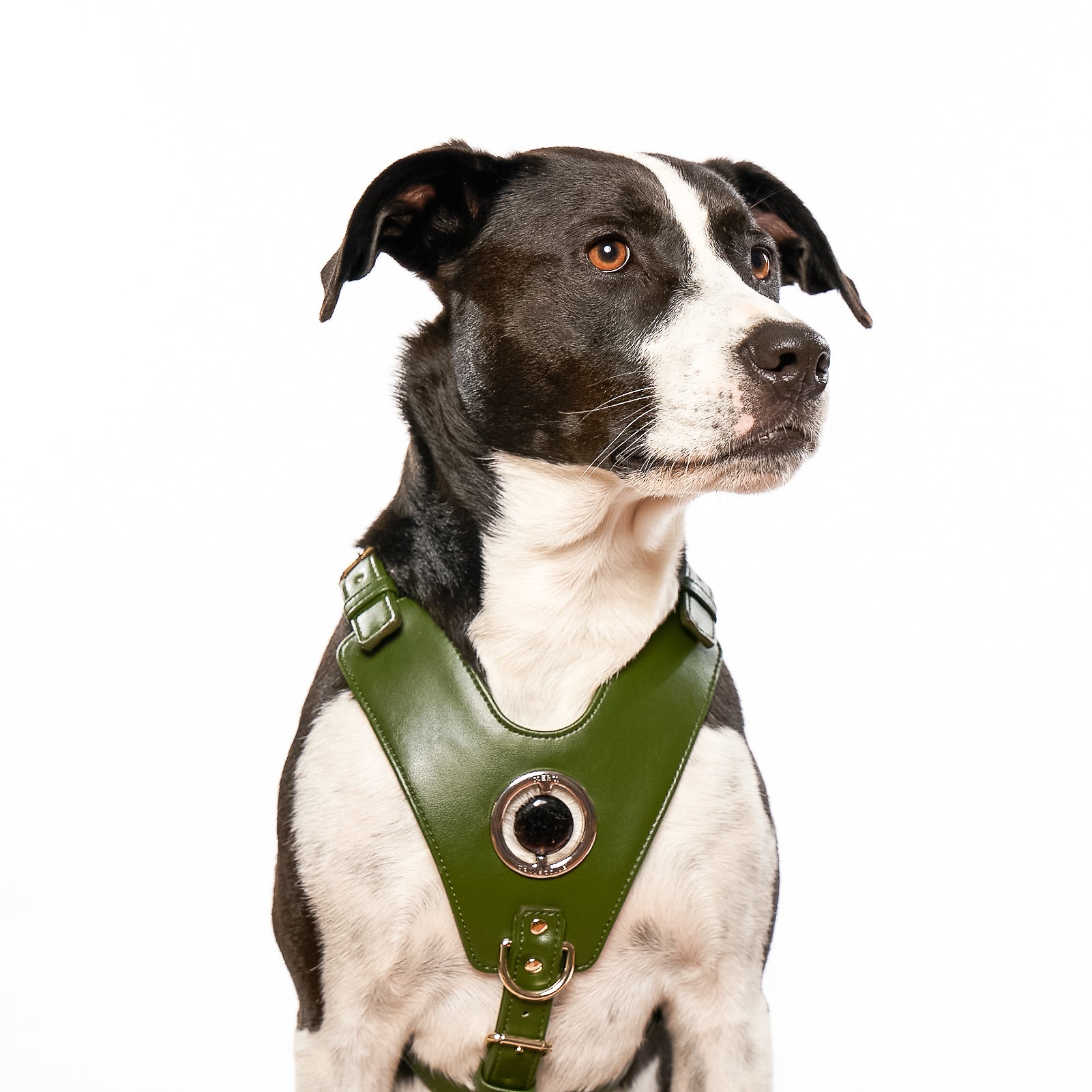 Good Vibration Dog Harness in Nopal Green featuring a crystal grommet and gold hardware, designed for comfort and style.
