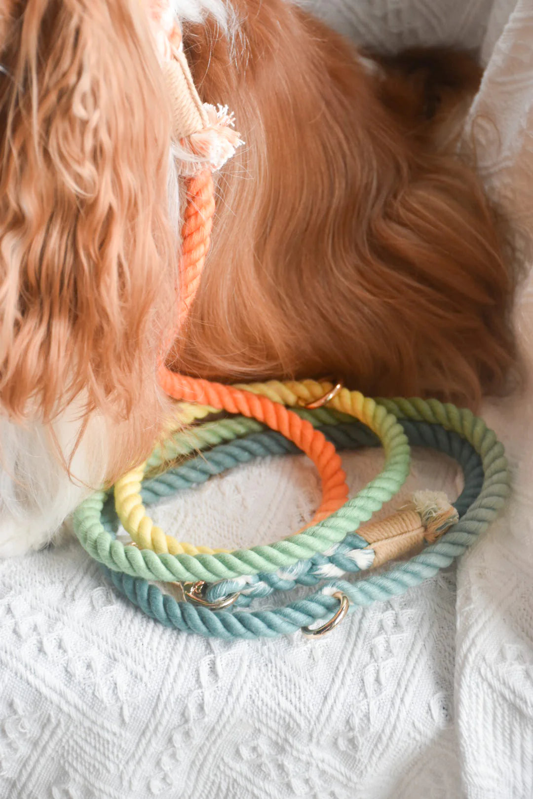 Hands Free Dog Rope Leash in Forest Shade, made of 100% cotton with luxe hardware and matching charm.