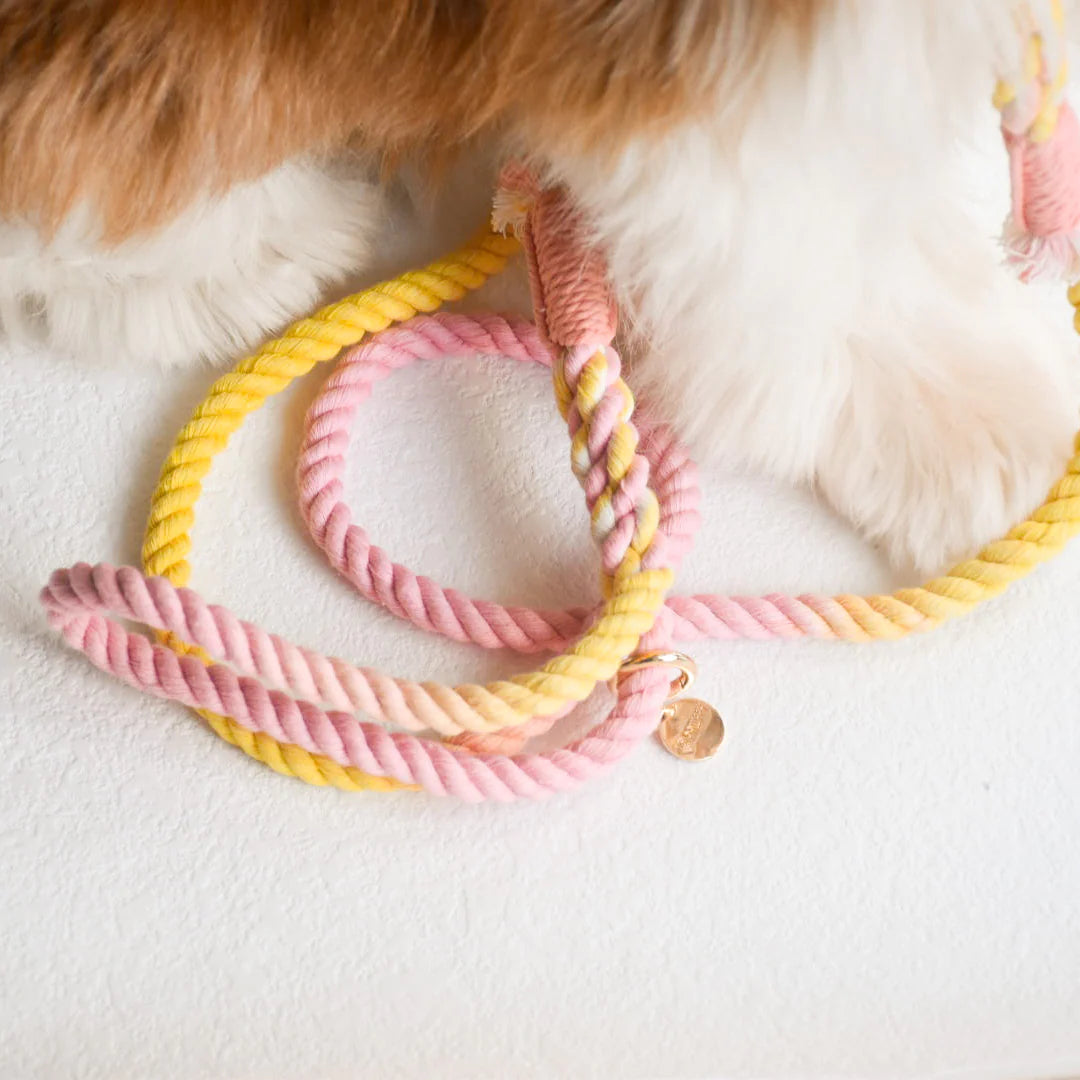 A colorful HANDS FREE DOG ROPE LEASH made of 100% cotton rope, featuring luxe hardware and a matching dog charm.