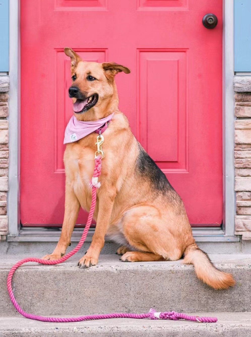 Hands Free Rope Leash and Luxe Royal Pink Leather Collar Bundle, showcasing a stylish pink leather collar and a durable hand-woven cotton rope leash.