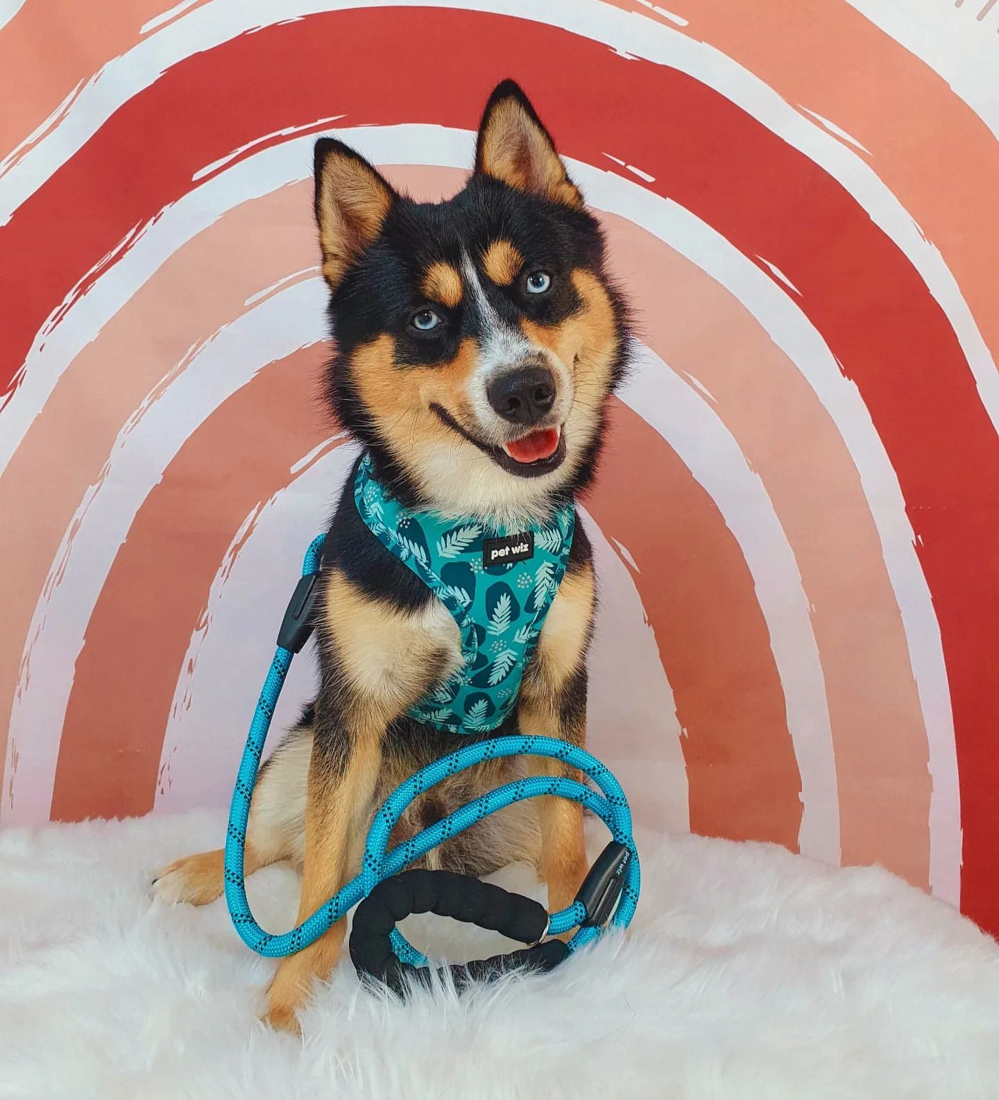 Stylish dog harness in three patterns, featuring adjustable straps and padded interior for comfort.