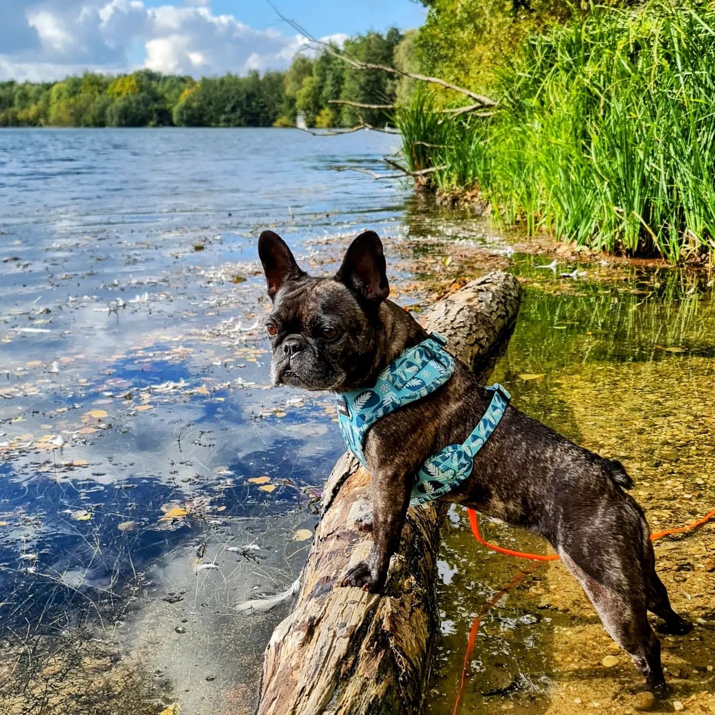 Stylish dog harness in three patterns, featuring adjustable straps and padded interior for comfort.
