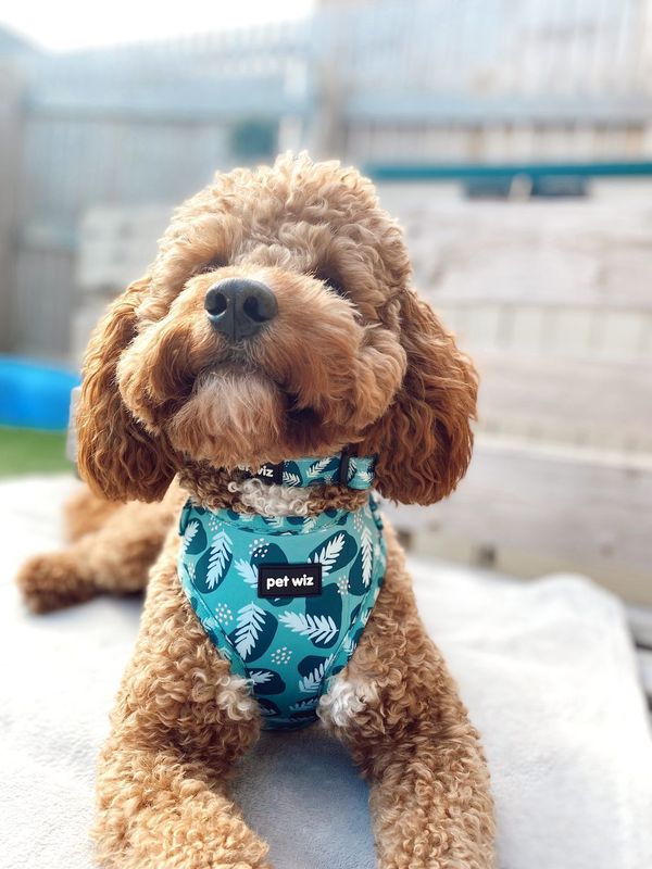 Stylish dog harness in three patterns, featuring adjustable straps and padded interior for comfort.