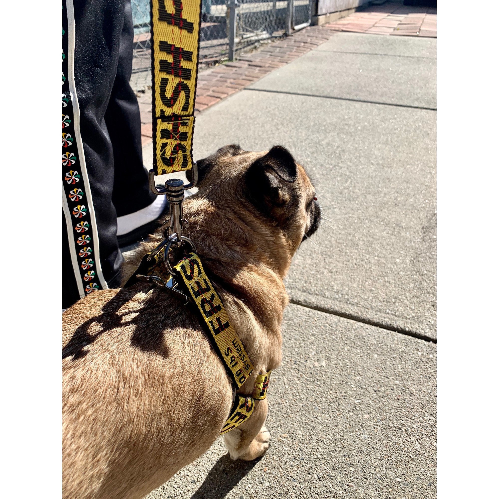 Industrial Belt Step-In Harness for dogs, featuring dual-sided nylon straps and gunmetal hardware, designed for comfort and style.