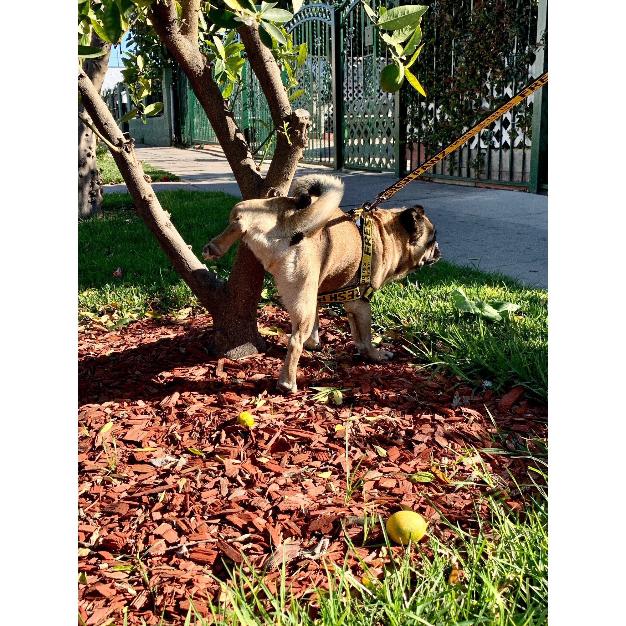 Industrial Belt Step-In Harness for dogs, featuring dual-sided nylon straps and gunmetal hardware, designed for comfort and style.