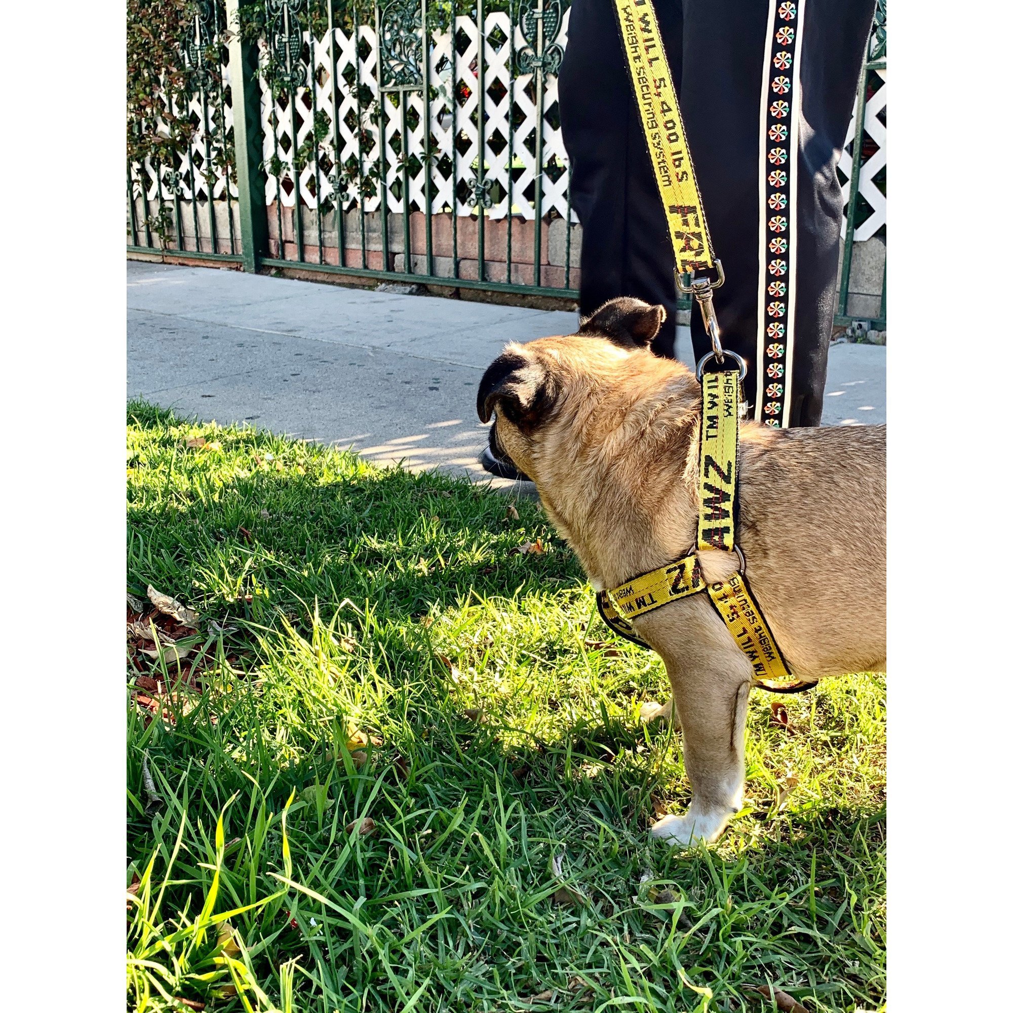 Industrial Belt Step-In Harness for dogs, featuring dual-sided nylon straps and gunmetal hardware, designed for comfort and style.
