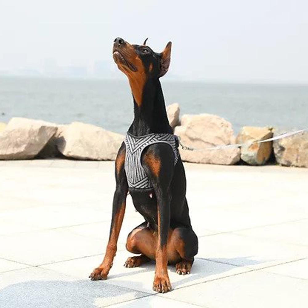 Instachew PETKIT Air Fly Dog Harness in black, showcasing its breathable mesh and soft chest cushion for comfort.