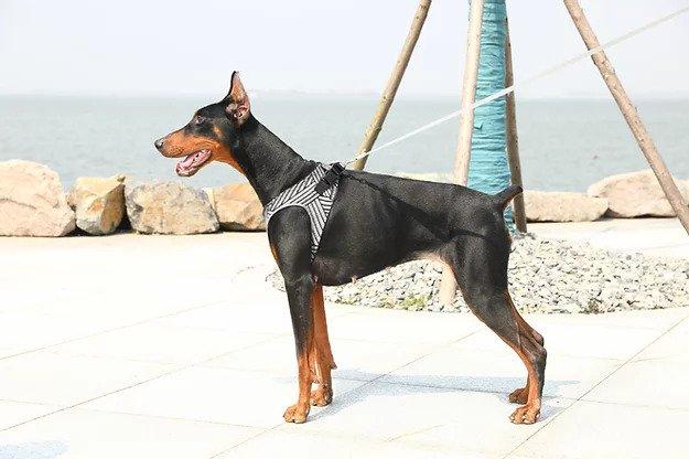 Instachew PETKIT Air Fly Dog Harness in black, showcasing its breathable mesh and soft chest cushion for comfort.