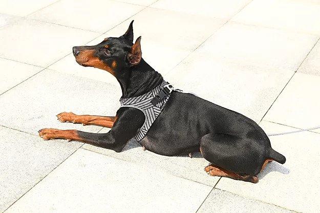 Instachew PETKIT Air Fly Dog Harness in black, showcasing its breathable mesh and soft chest cushion for comfort.