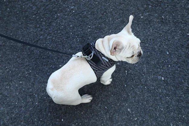 Instachew PETKIT Air Fly Dog Harness in black, showcasing its breathable mesh and soft chest cushion for comfort.