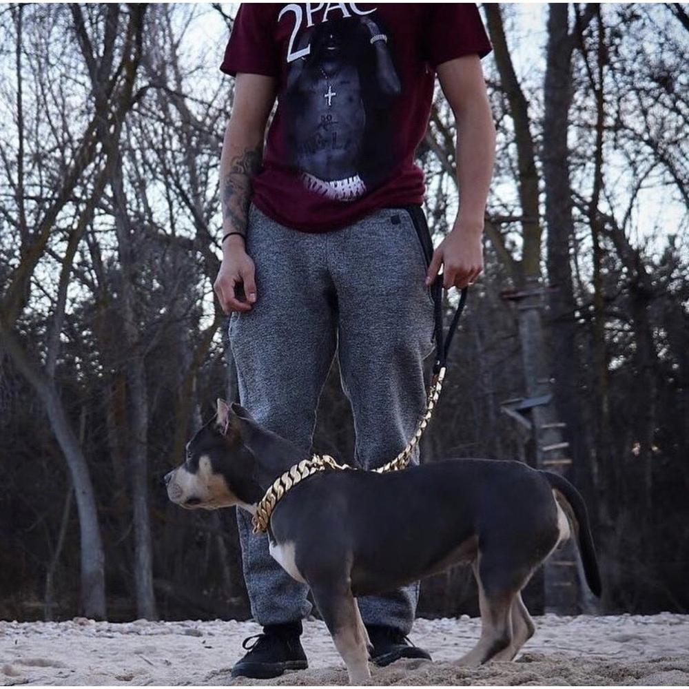 Kilo Cuban Link Dog Leash made of 14K gold-plated marine-grade steel, showcasing a luxurious and chunky design.