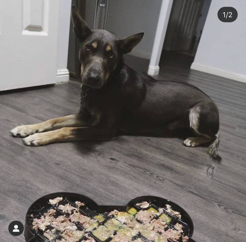 Lickimat SloDog Slow Feeder Plate in black, featuring shallow pockets for easy feeding and promoting slow eating habits in dogs.