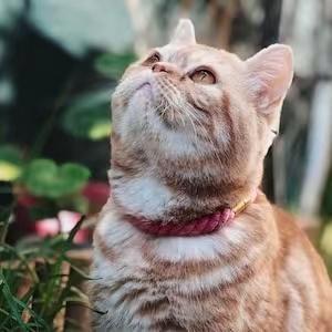 Luxe Royal Leather Rope Collar in Cotton Coral, featuring hand woven cotton rope and solid brass hardware.