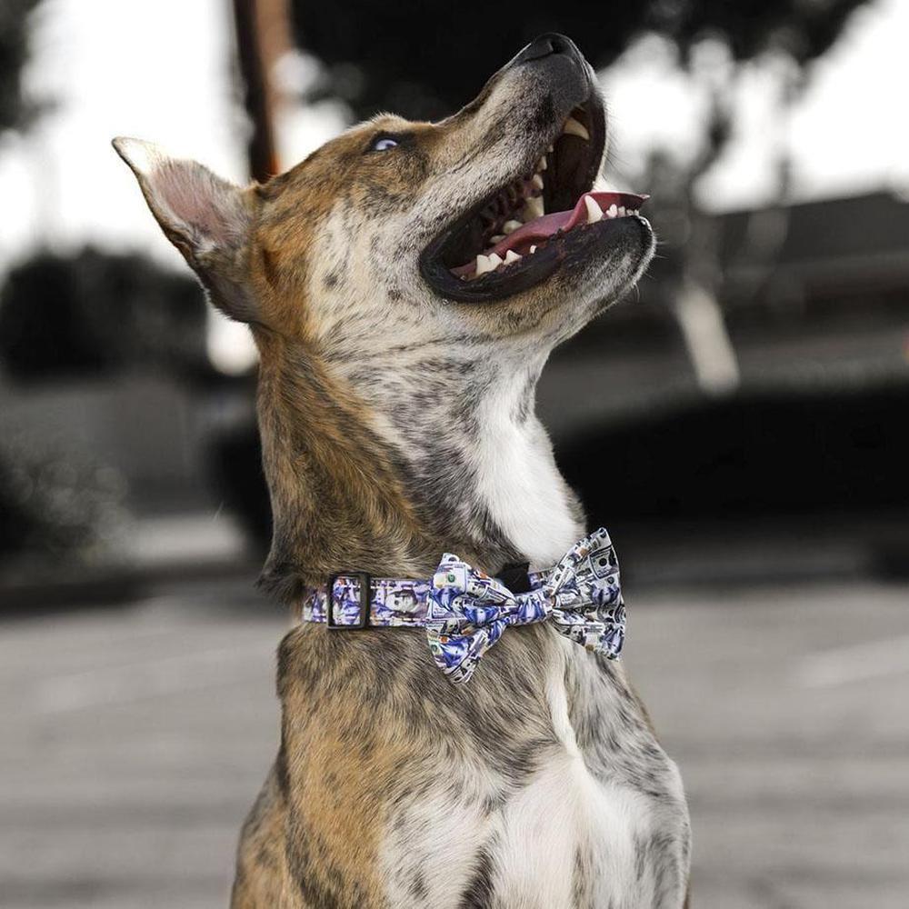 A colorful Money Talks Bowtie for dogs, featuring vibrant reds, blues, yellows, and greens, made from soft polyester and adjustable for any collar.