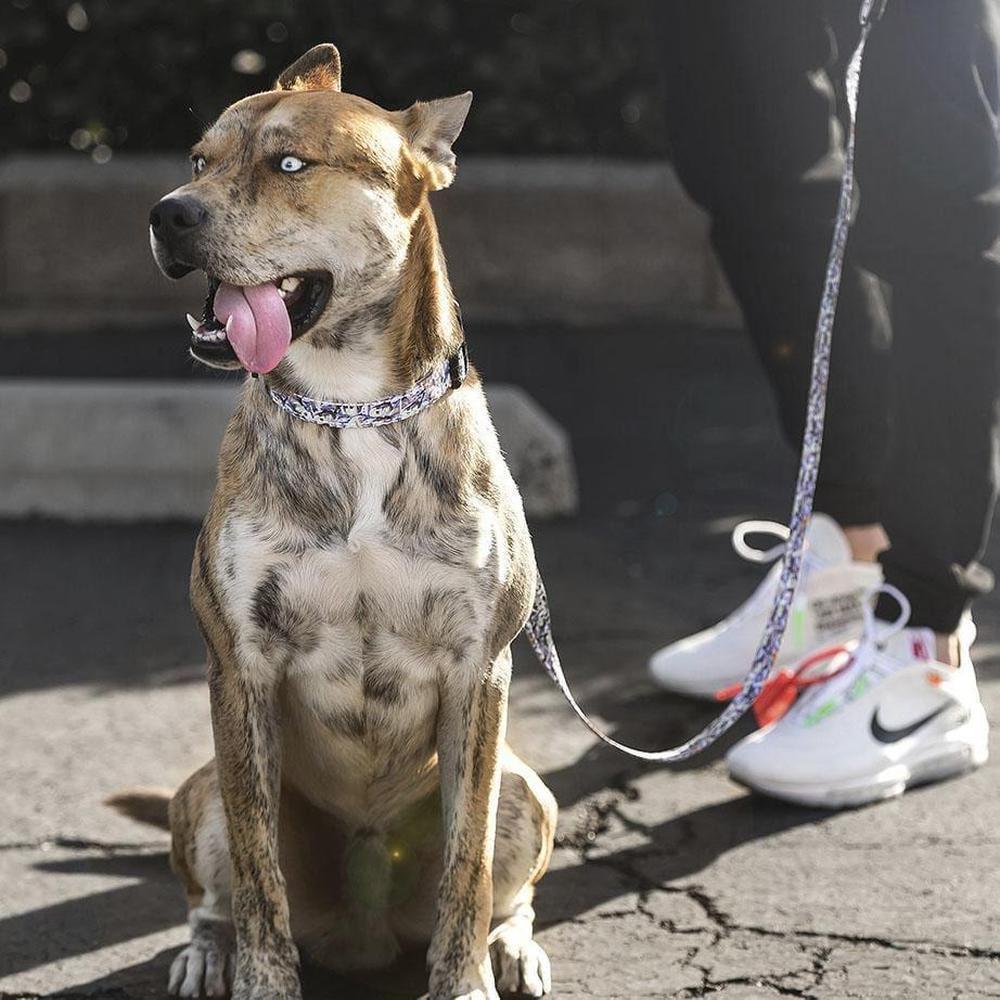 Money Talks Collar featuring neoprene padding and stylish design, perfect for pets.