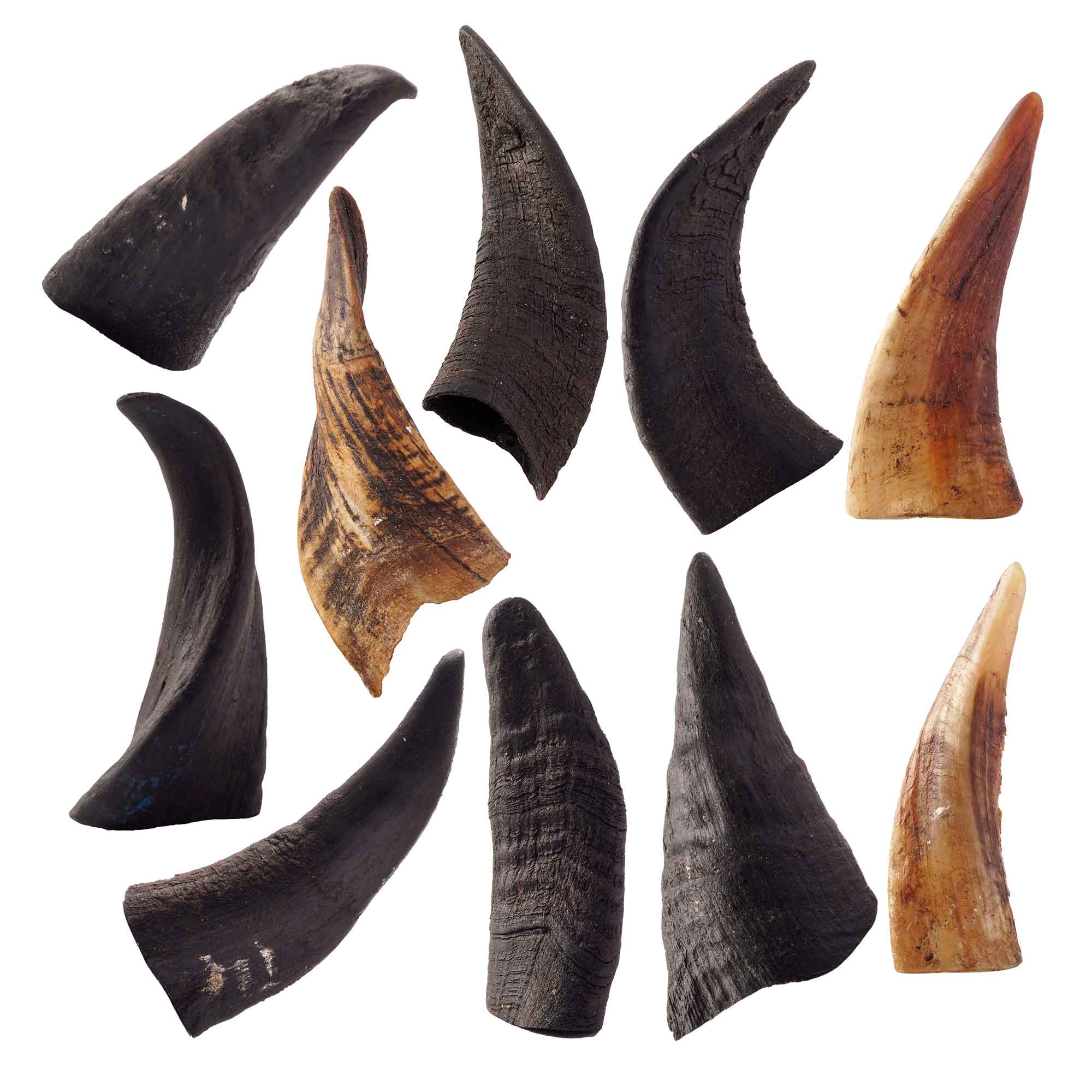 Mountain Goat Horn Dog Chews in a pack, showcasing their natural texture and size, perfect for aggressive chewers.