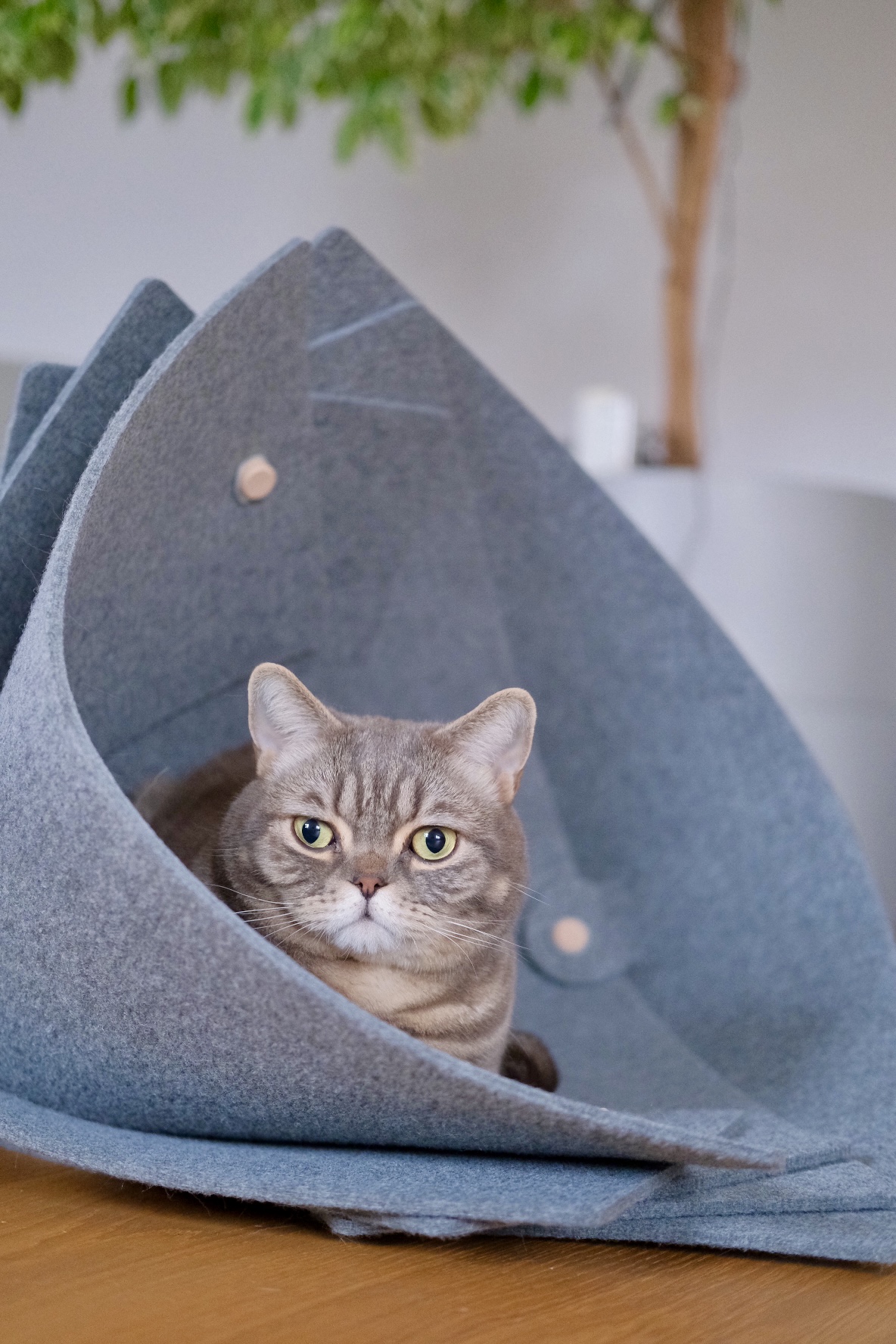 Nautilus Katzenmöbel in Muschelform, ideal für Spiel und Rückzug, aus robustem Filz.