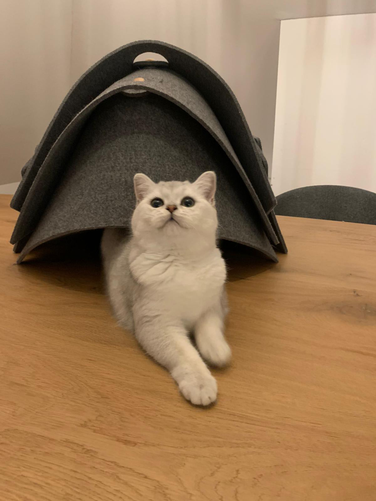 Nautilus Katzenmöbel in Muschelform, ideal für Spiel und Rückzug, aus robustem Filz.