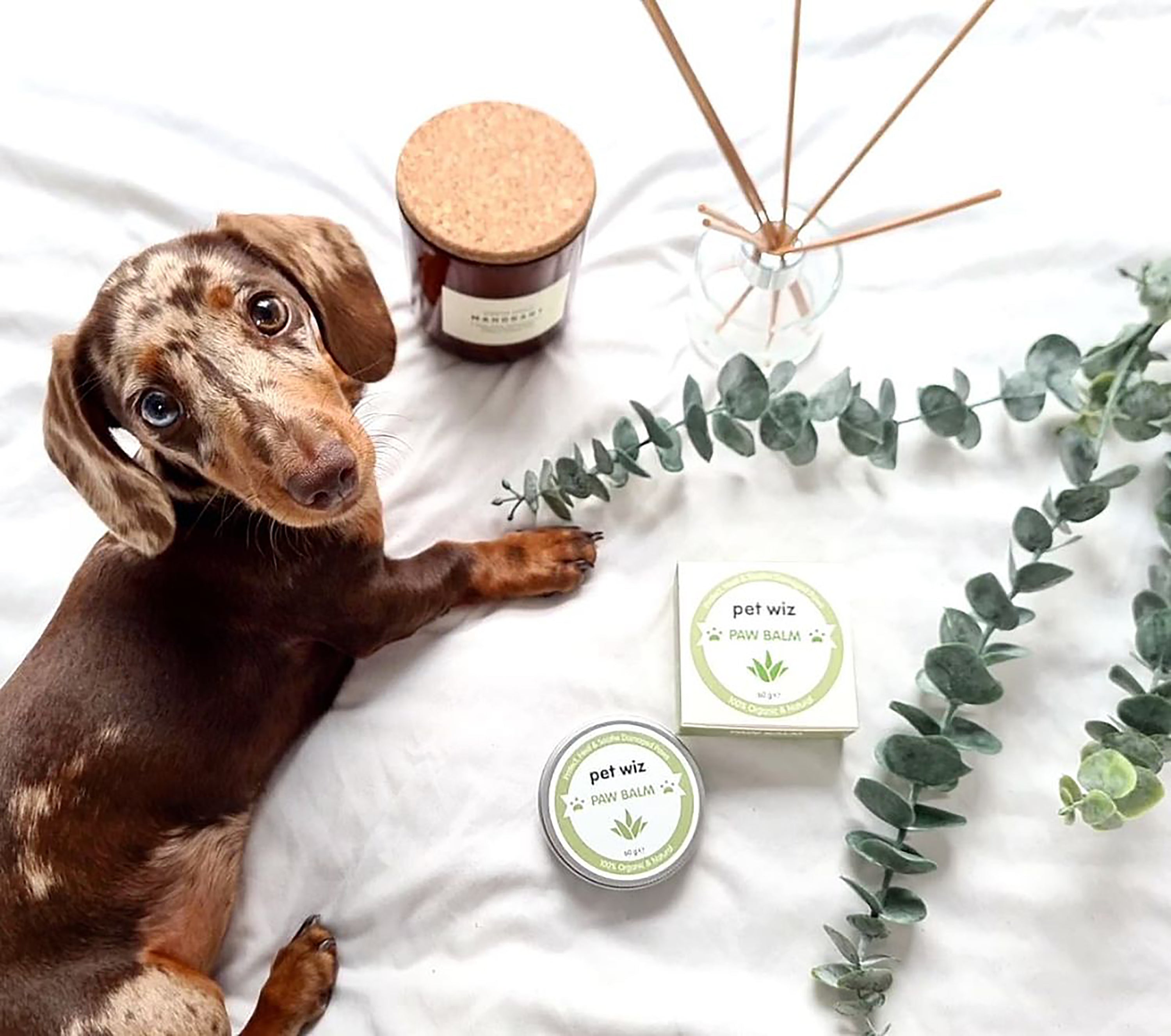 A jar of Organic Paw and Nose Balm for Dogs and Cats, showcasing its natural ingredients and soothing properties for pet care.
