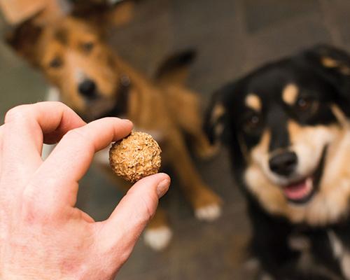 A pack of Original Beer Paws Peanut Butter Flavor Beer Biscuits, showcasing the delicious dog treats made with recycled brewer's grains and peanut butter.