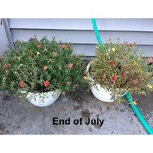 PacaBoost Alpaca Felt House Plant Root Growth Enhancer in a 1-pound bag, showcasing its natural fibers for plant health.