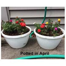 PacaBoost Alpaca Felt House Plant Root Growth Enhancer in a 1-pound bag, showcasing its natural fibers for plant health.