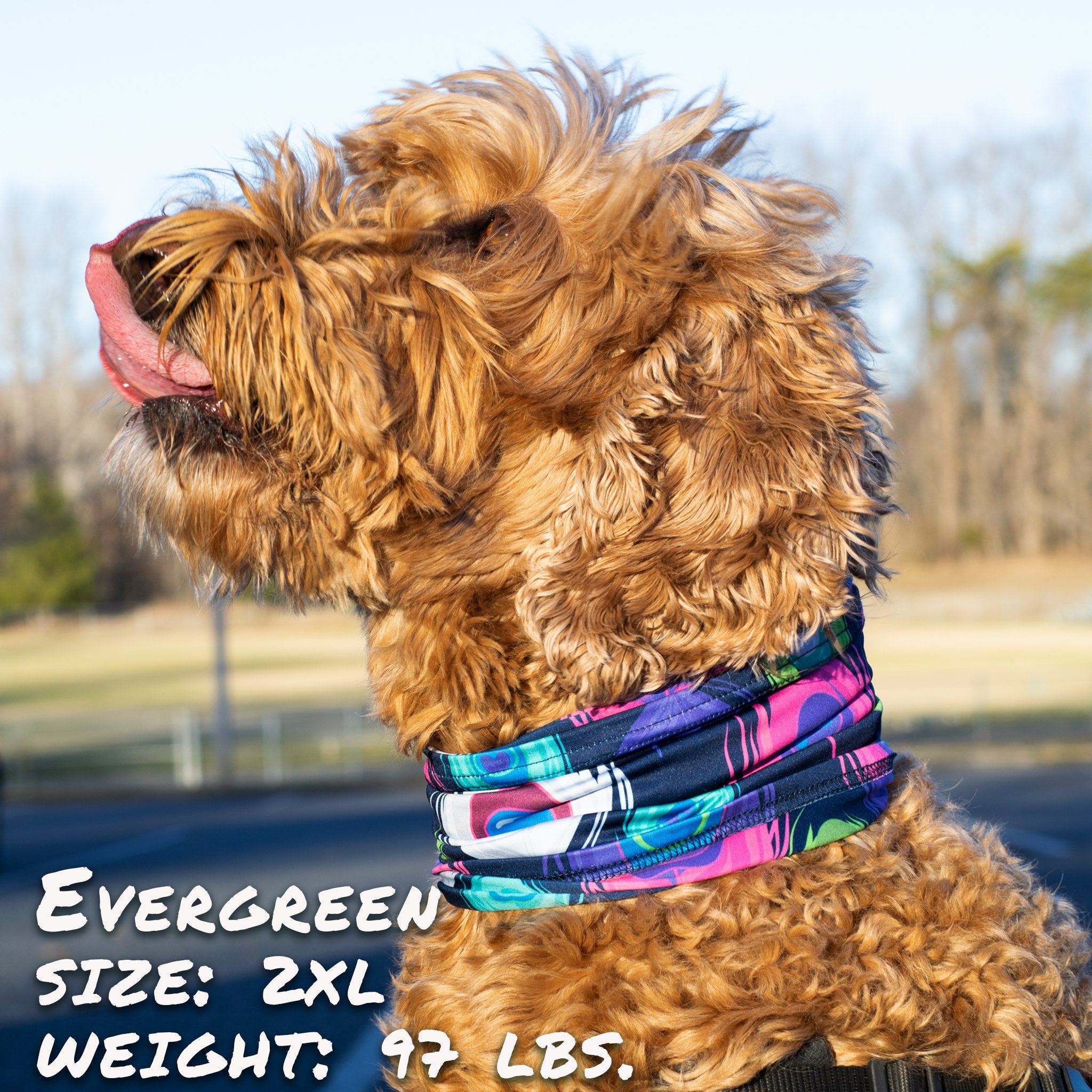 A colorful Peacock Splash Pup Scruff displayed on a dog, showcasing its vibrant design and comfortable fit.