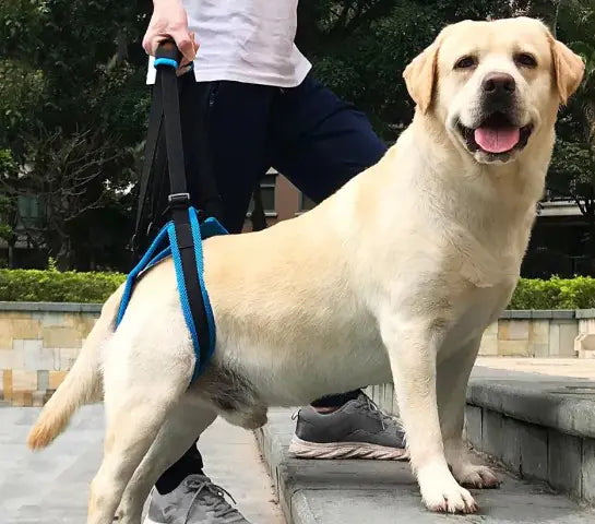 A dog wearing a Pet Leg Strap Walking Support, showcasing its adjustable straps and ergonomic design for enhanced mobility.
