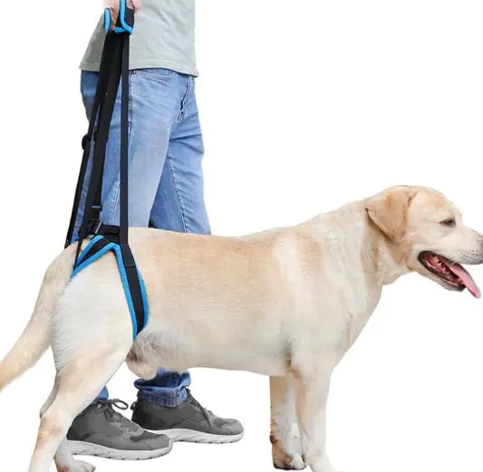 A dog wearing a Pet Leg Strap Walking Support, showcasing its adjustable straps and ergonomic design for enhanced mobility.