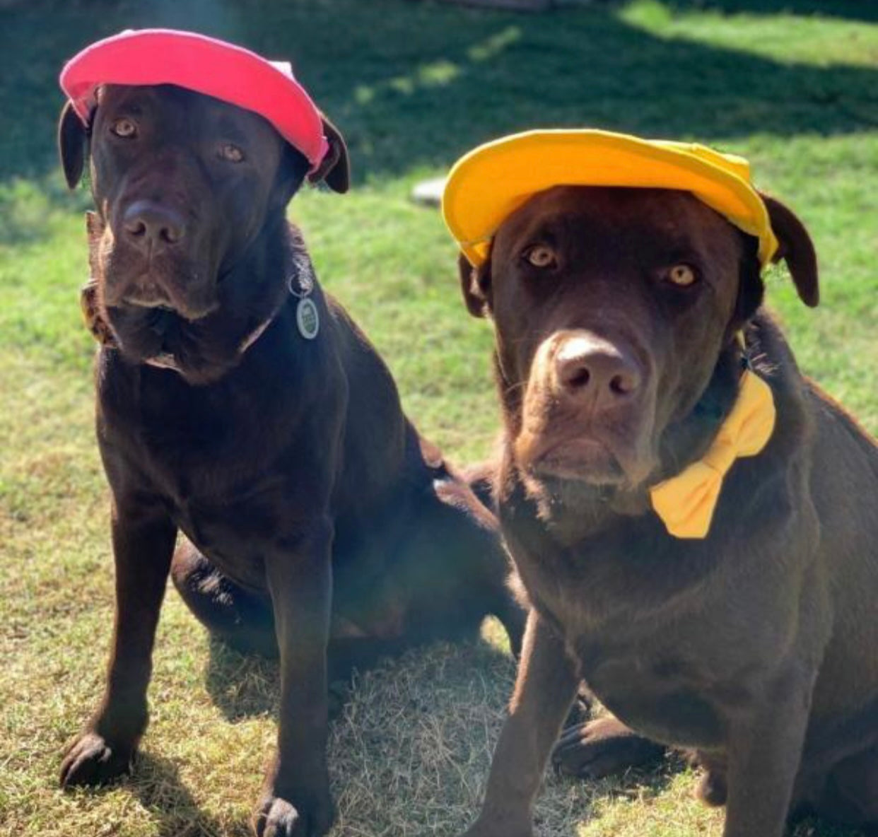 A stylish pineapple-themed cap for dogs, featuring a wide brim and adjustable chin strap, perfect for sun protection.