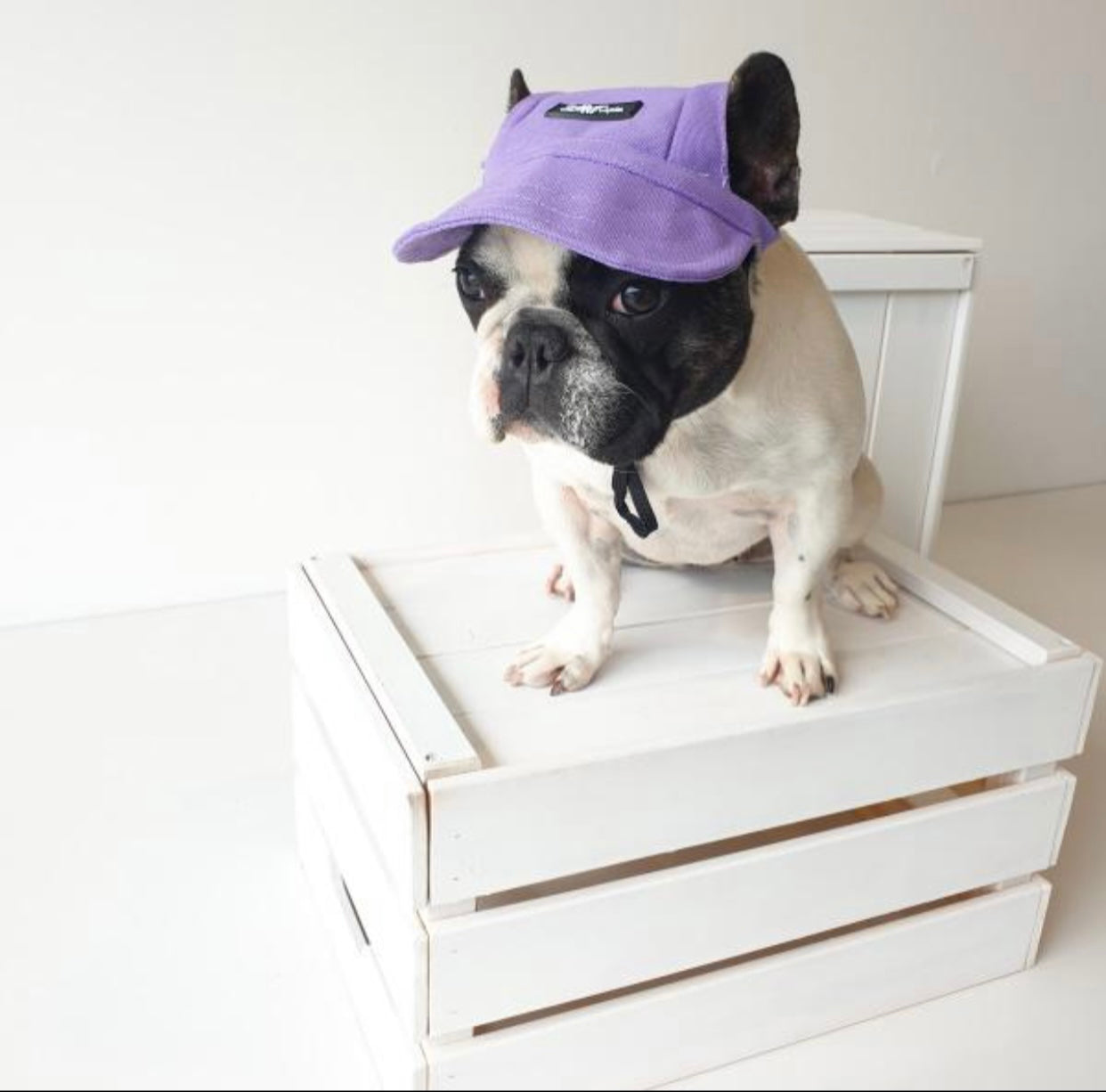 Purple cap for dogs, designed to protect eyes from sunlight, featuring an adjustable chin strap and stylish design.