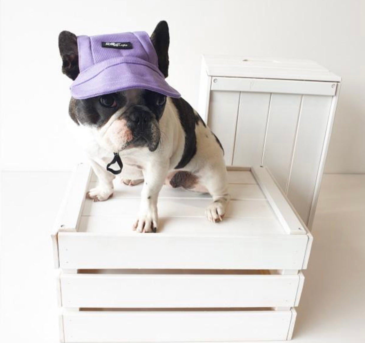 Purple cap for dogs, designed to protect eyes from sunlight, featuring an adjustable chin strap and stylish design.