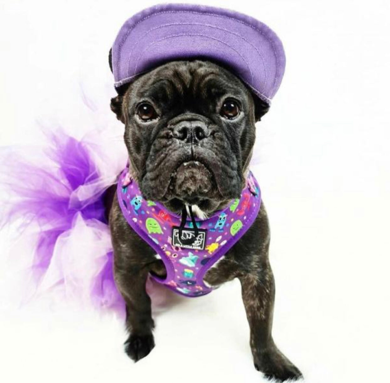 Purple cap for dogs, designed to protect eyes from sunlight, featuring an adjustable chin strap and stylish design.
